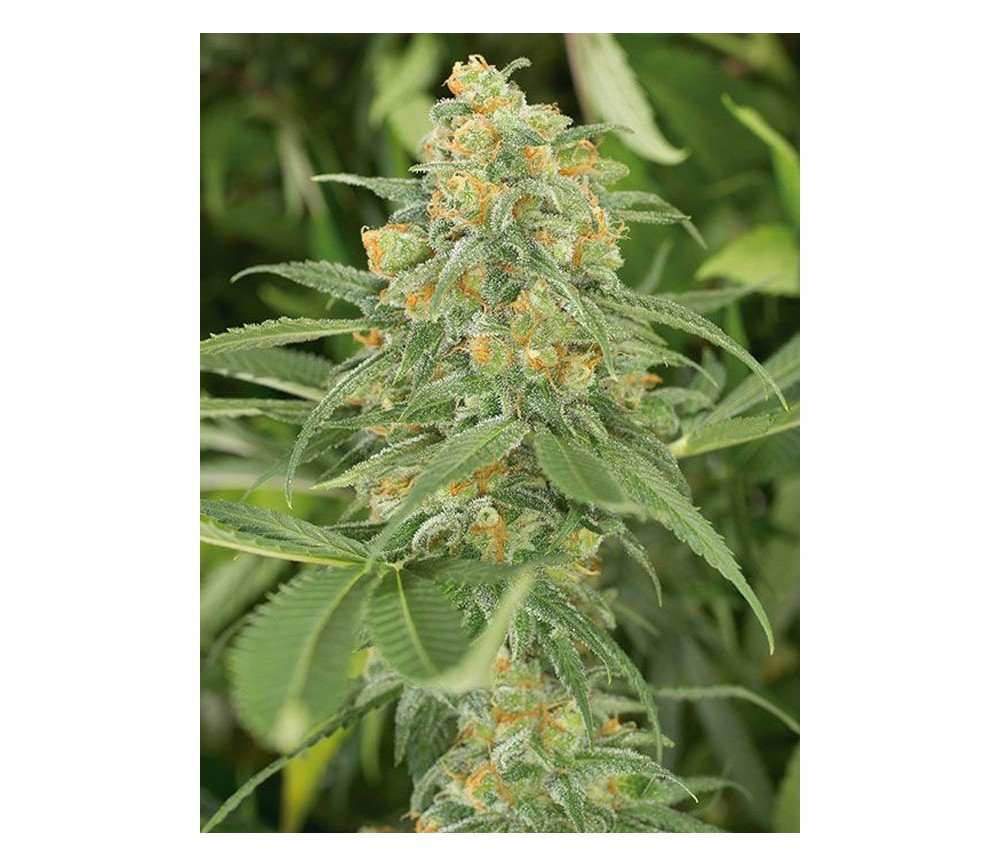 Green Crack - Humbolt Seeds