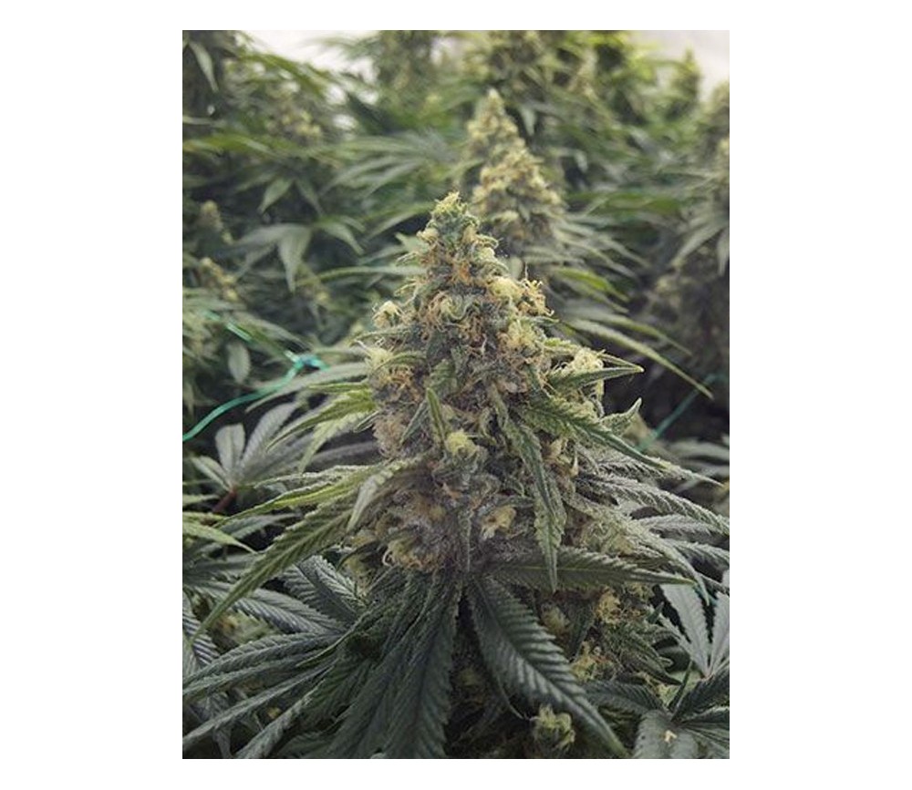 Desert Diesel - Humbolt Seeds