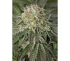 AMHERST SOUR DIESEL