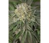 Amherst Sour Diesel - Humbolt Seeds