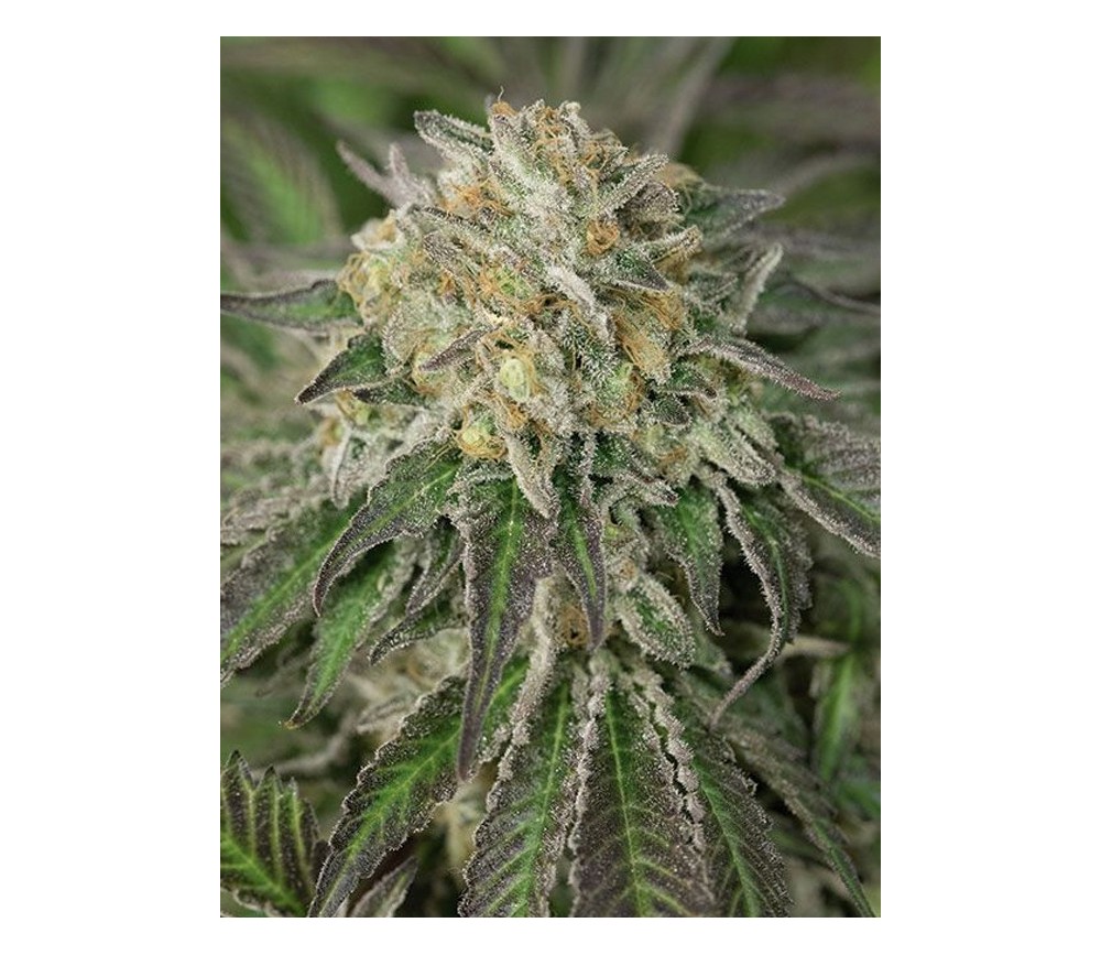 Amherst Sour Diesel - Humbolt Seeds