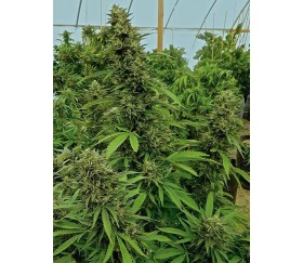 Chemdawg - Humbolt Seeds