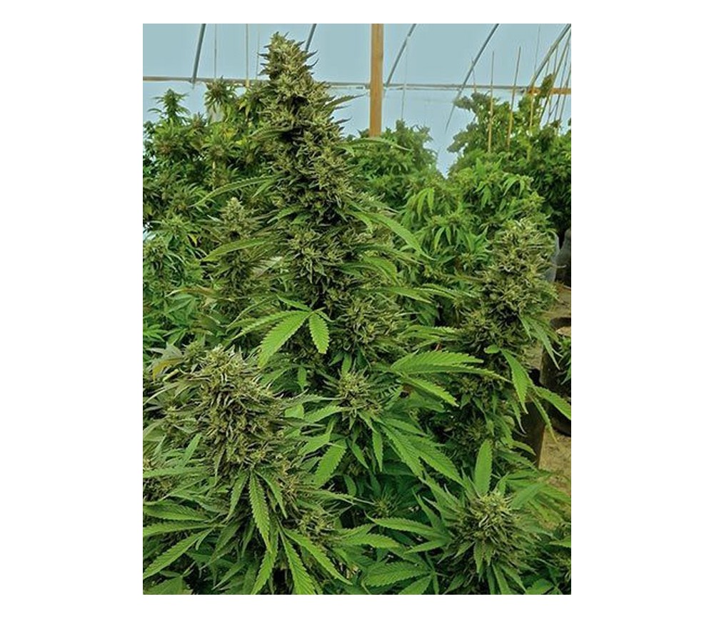 Chemdawg - Humbolt Seeds Chemdawg - Humbolt Seeds