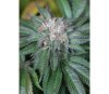 Master Kush - Humbolt Seeds
