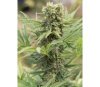 DEDOVERDE HAZE