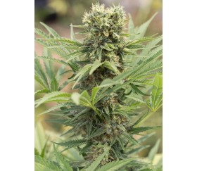 Dedoverde Haze - Humbolt Seeds