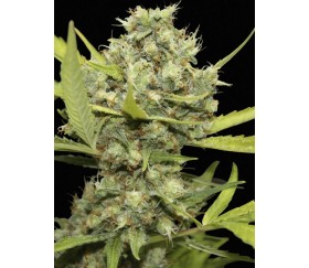 Pineapple Chunk - Barneys Farm