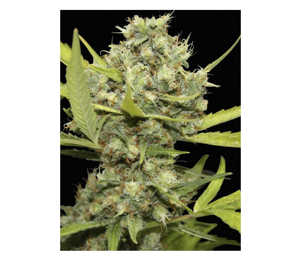 Pineapple Chunk - Barneys Farm