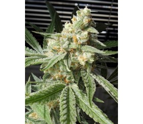 Pineapple Chunk - Barneys Farm