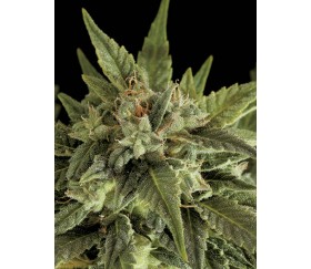 Fruit Auto - Dinafem Seeds