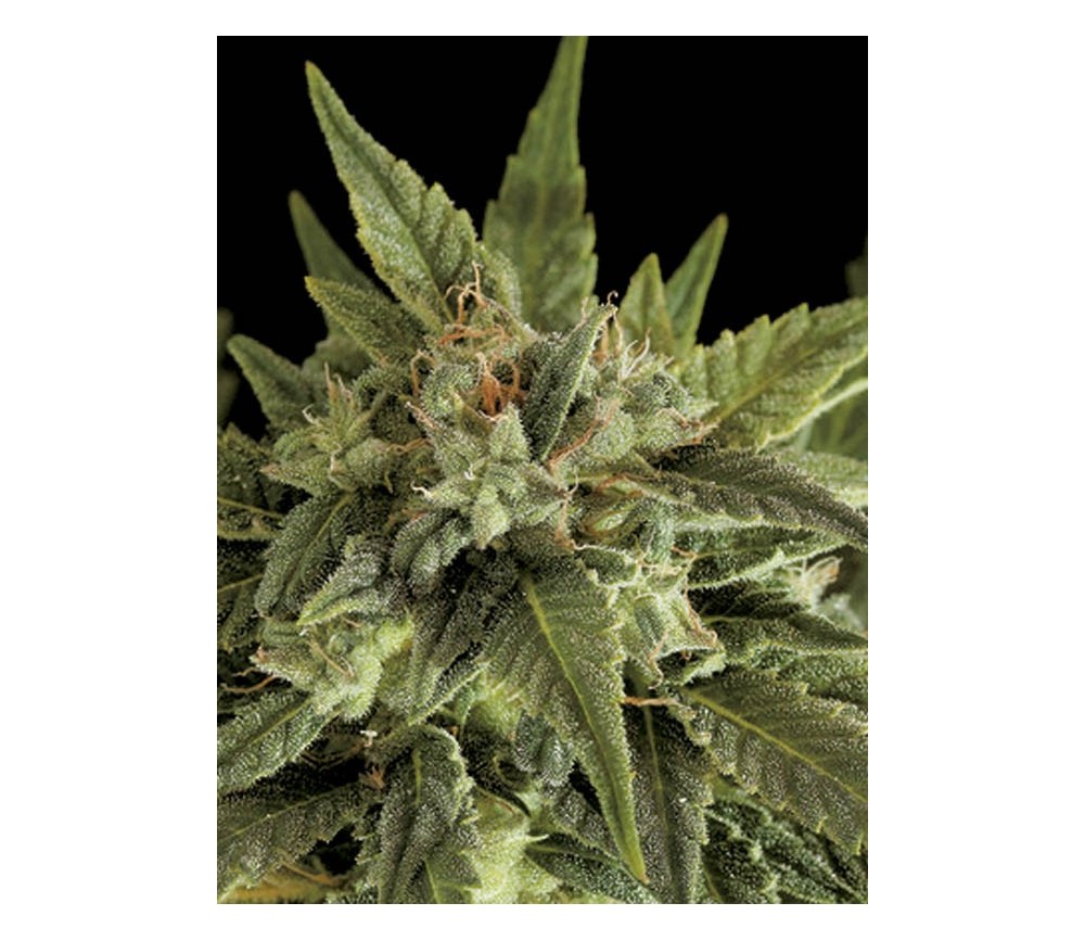 Fruit Auto - Dinafem Seeds