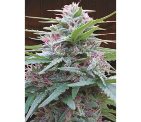 Panama - Ace Seeds