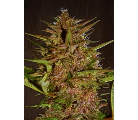 Pakistan Chitral Kush regulares - Ace Seeds