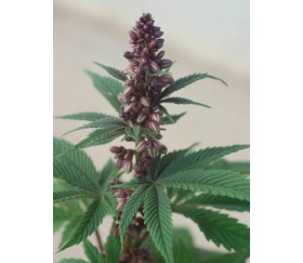 Pakistan Chitral Kush regular - Ace Seeds