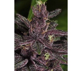 Pakistan Chitral Kush regulares - Ace Seeds