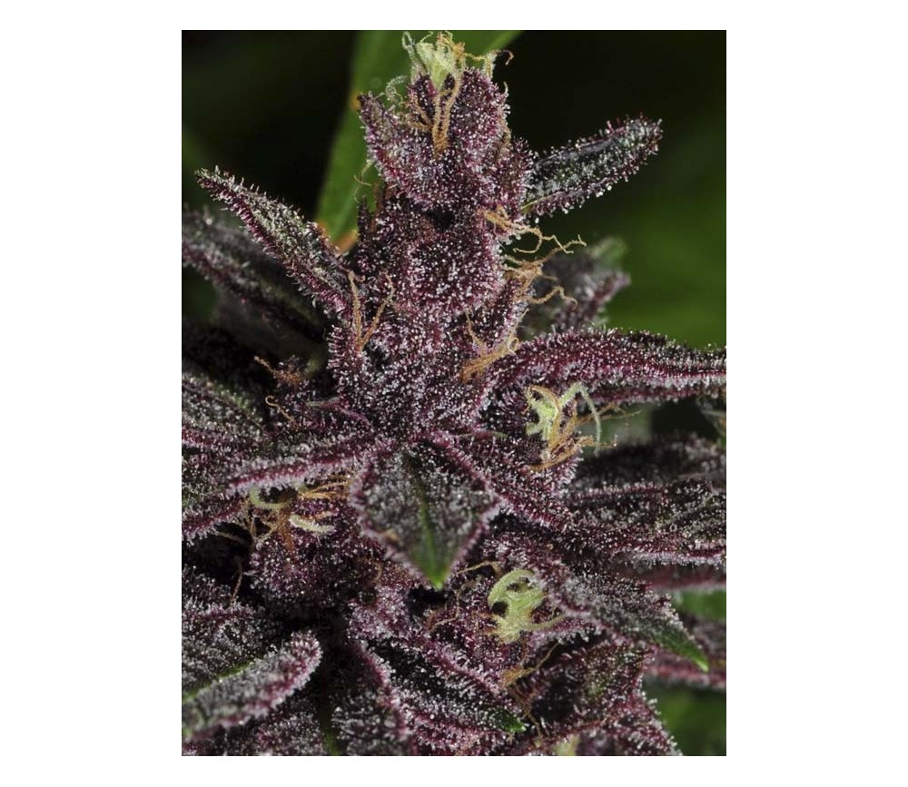 Pakistan Chitral Kush regular - Ace Seeds