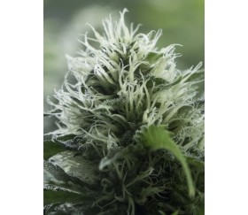 Black Dream - Eva Seeds