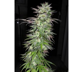 Snow Bud - Dutch Passion