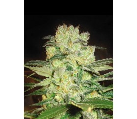 Afghan Kush x White Widow de World Of Seeds