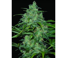 Wild Thailand de World of Seeds