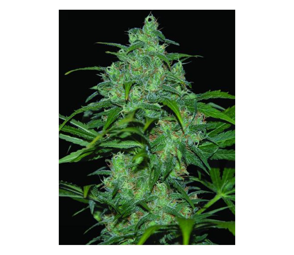 Wild Thailand de World of Seeds