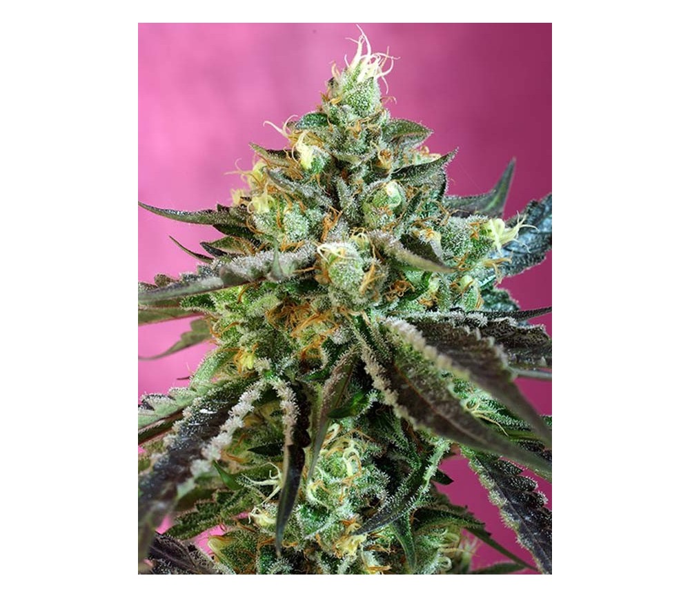 SWEET NURSE AUTO CBD