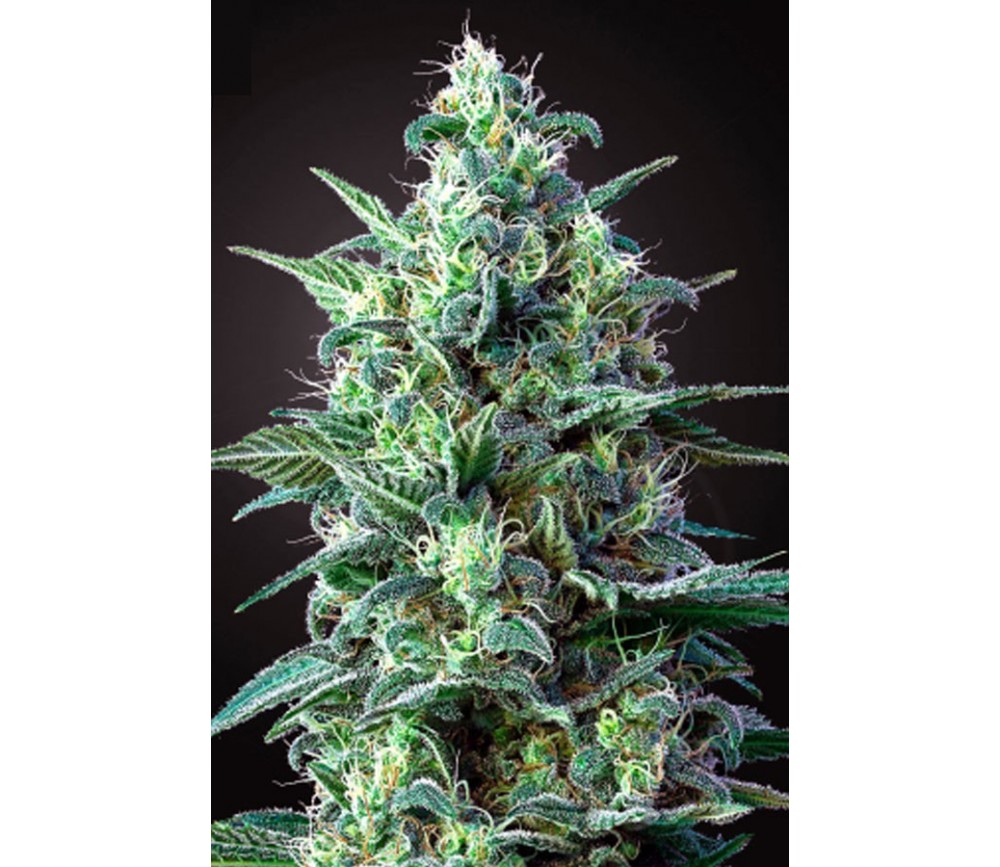 WEISSE WITWE AUTO CBD