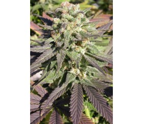 CBD Warlock -  Serious Seeds