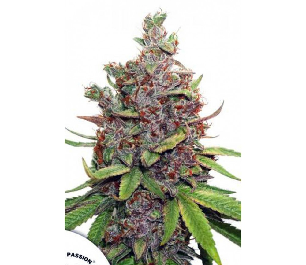 AUTO GLUEBERRY O.G.