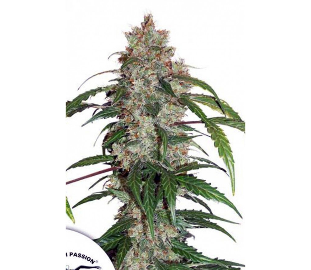 CBD AUTO WEISSE WITWE