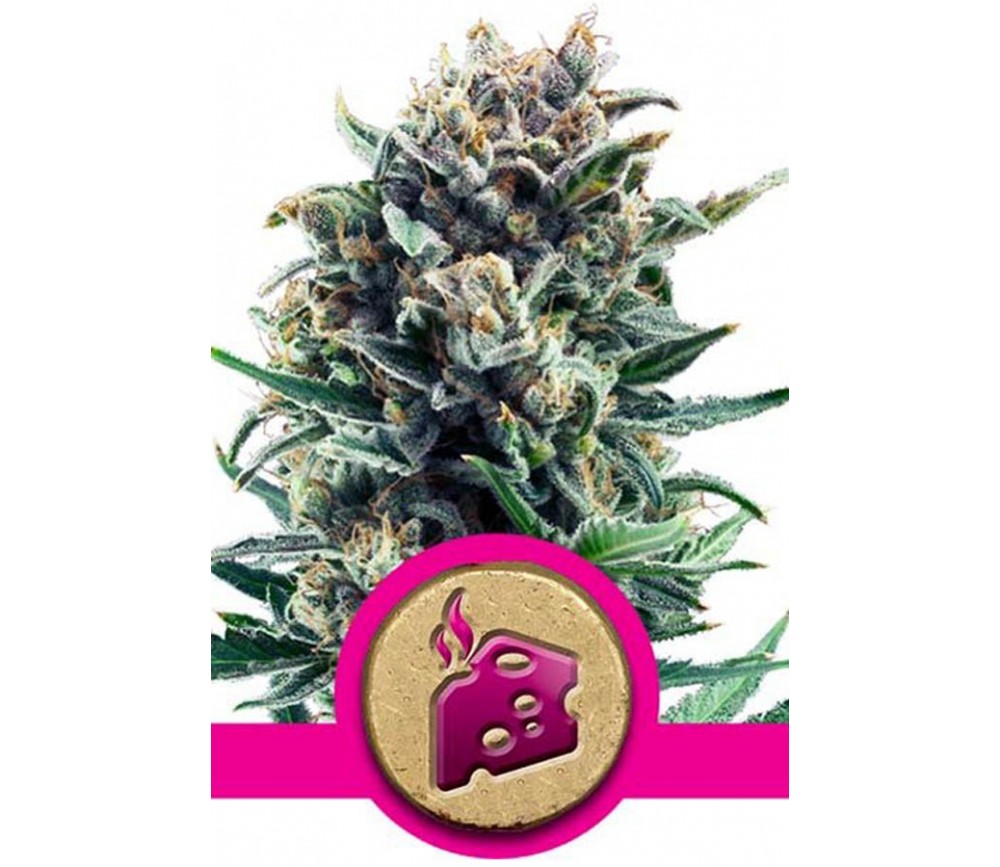 Blue Cheese de Royal Queen Seeds