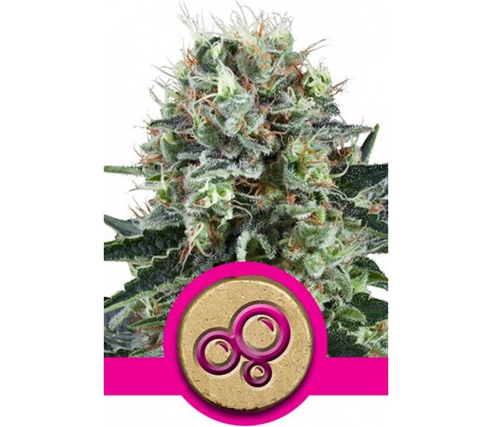 Bubble Kush de Royal Queen Seeds