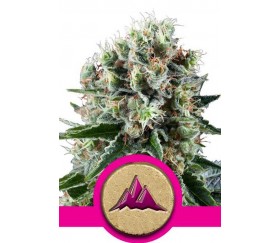 Neutralizador de olor de marihuana - Royal Queen Seeds