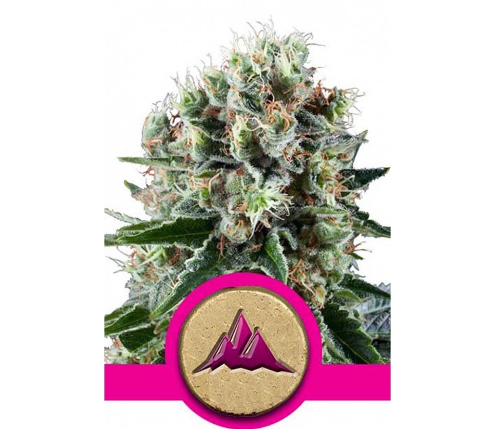 Critical Kush de Royal Queen Seeds