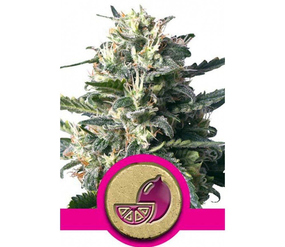 Lemon Shining Silver Haze de Royal Queen Seeds