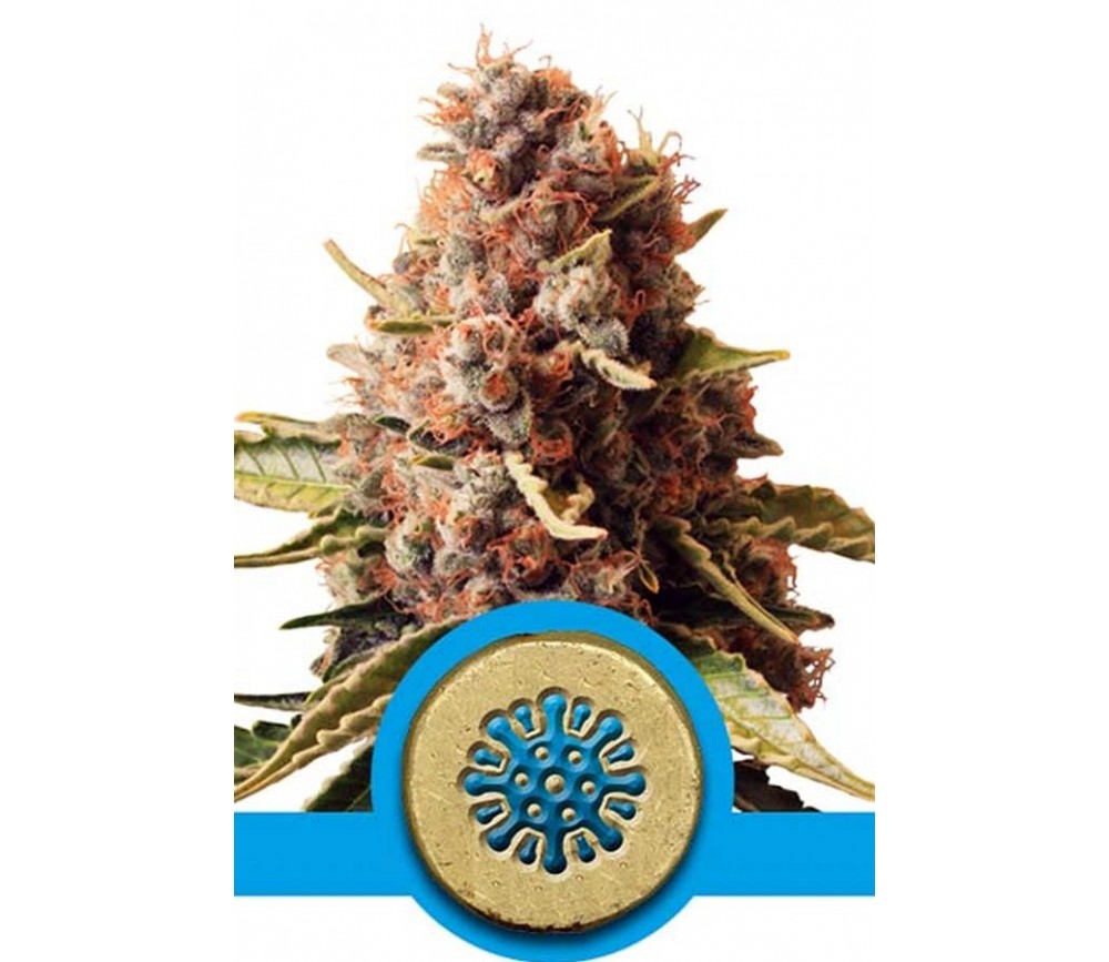 Euphoria CBD de Royal Queen Seeds