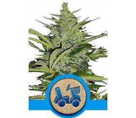 Fast Eddy Automatic de Royal Queen Seeds