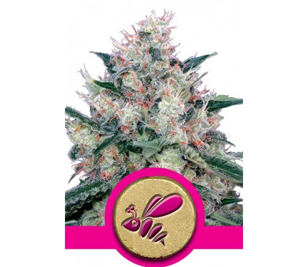 Honey Cream Fast Flowering de Royal Queen Seeds