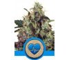 Medical Mass de Royal Queen Seeds