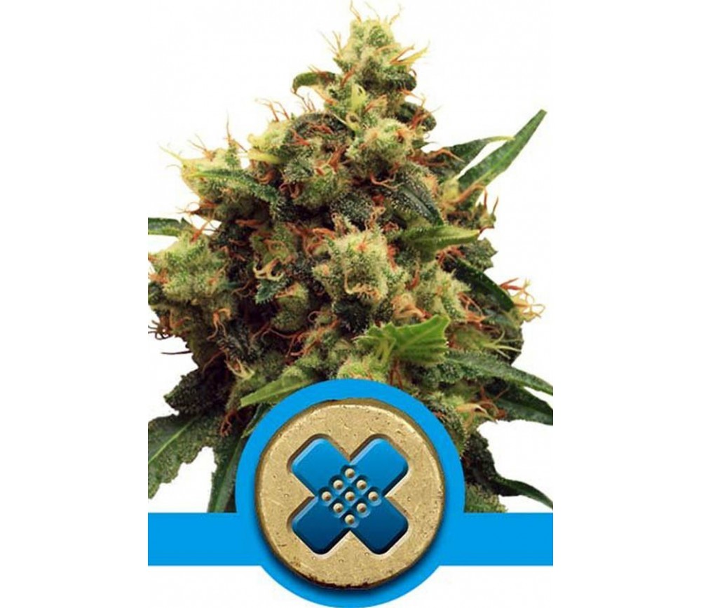 Painkiller XL de Royal Queen Seeds