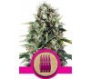 Royal AK de Royal Queen Seeds