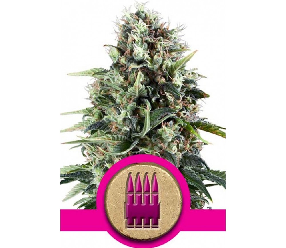 Royal AK de Royal Queen Seeds