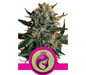 Mother Gorilla de Royal Queen Seeds