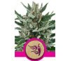 Speedy Chile Fast Flowering de Royal Queen Seeds