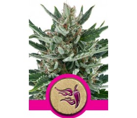 Speedy Chile Fast Flowering de Royal Queen Seeds