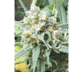 Critical King - Reserva Privada La Huerta