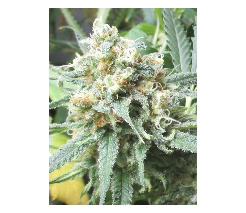 Critical King - Reserva Privada La Huerta