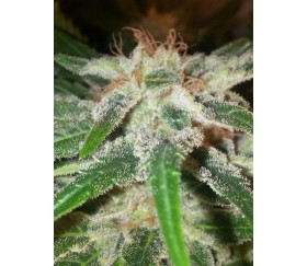 Critical Widow - Reserva Privada La Huerta