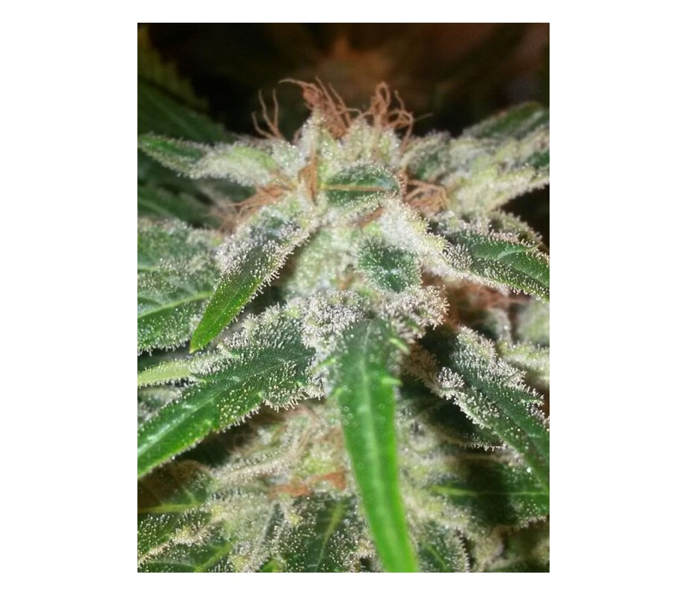 Critical Widow - Reserva Privada La Huerta