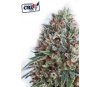 CBD+ CRITICAL 47